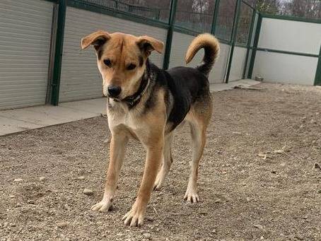 Adotta il cane Poseidone a Como