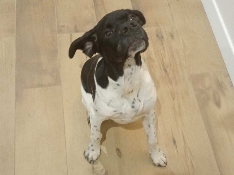 Adotta un cane, maschio, 1 anno e 6 mesi, Frosinone