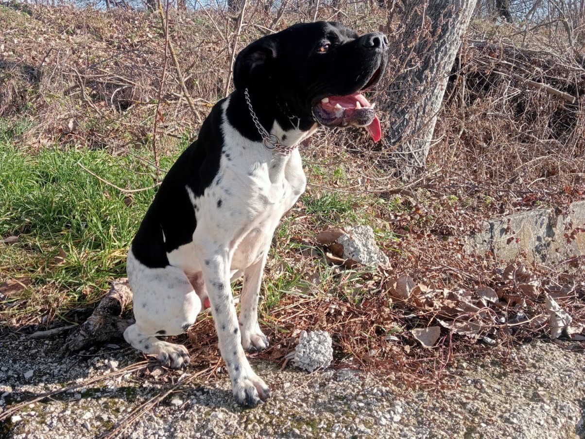 Adozione cane, maschio, Razza sconosciuta Razza sconosciuta, 1 anno e 6 mesi, taglia media, Frosinone