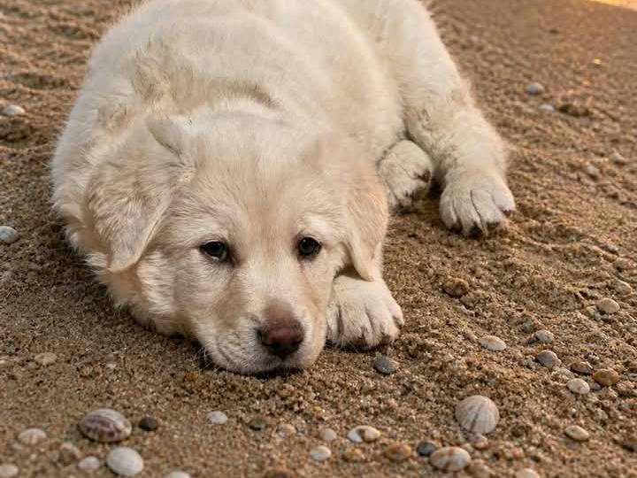 Adotta un cane, maschio, 2 mesi, Siracusa