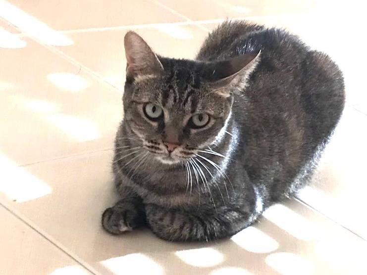 Adotta il gatto Marina a Barletta