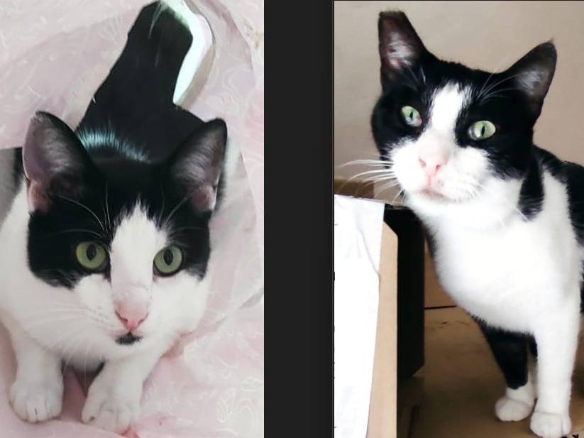 Adozione gatto, maschio, Razza sconosciuta Razza sconosciuta, 2 anni e 3 mesi, taglia non valida, Barletta