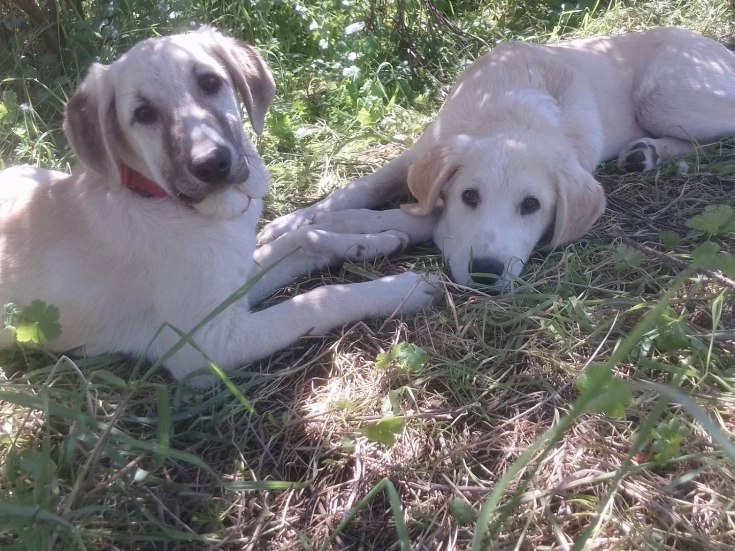 Adozione cane, femmina, Razza sconosciuta Razza sconosciuta, 5 mesi, taglia media, Bologna