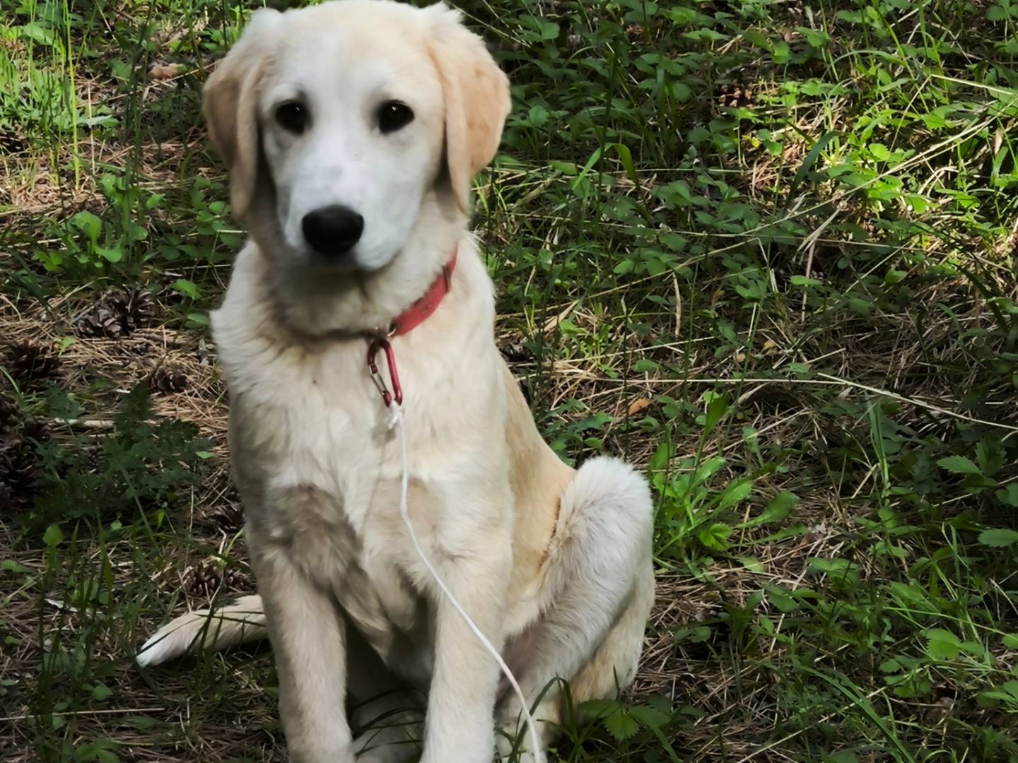 Adotta un cane, femmina, 5 mesi, Bologna