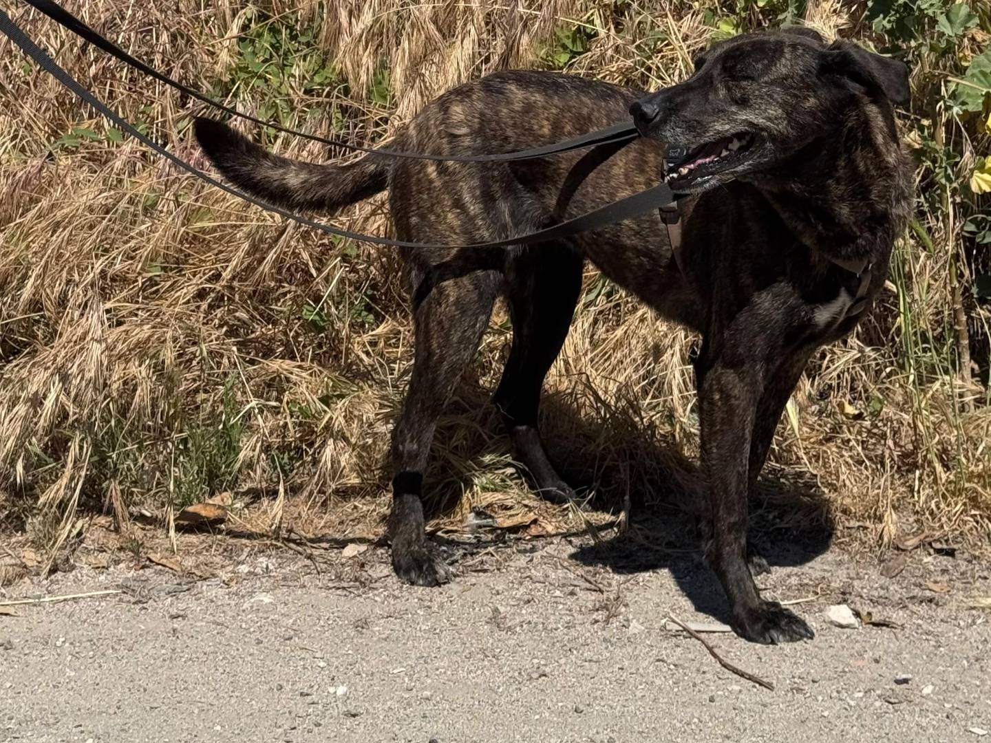Adotta il cane JUDY a Caserta