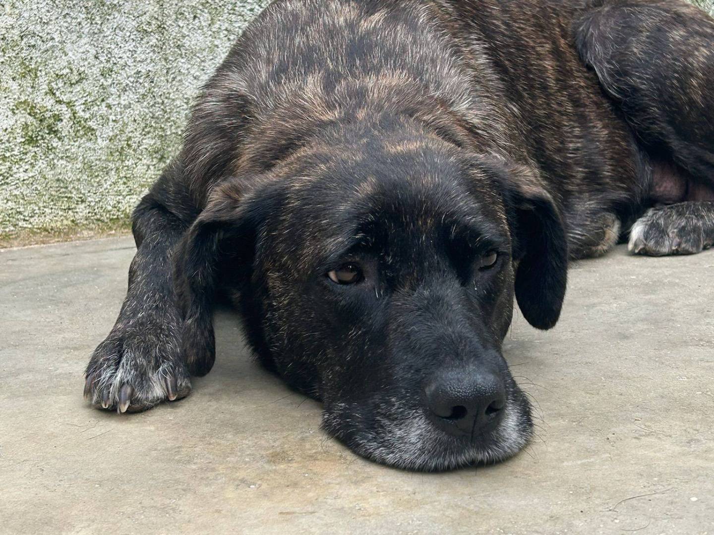 Adotta un cane, femmina, 2 anni, Caserta