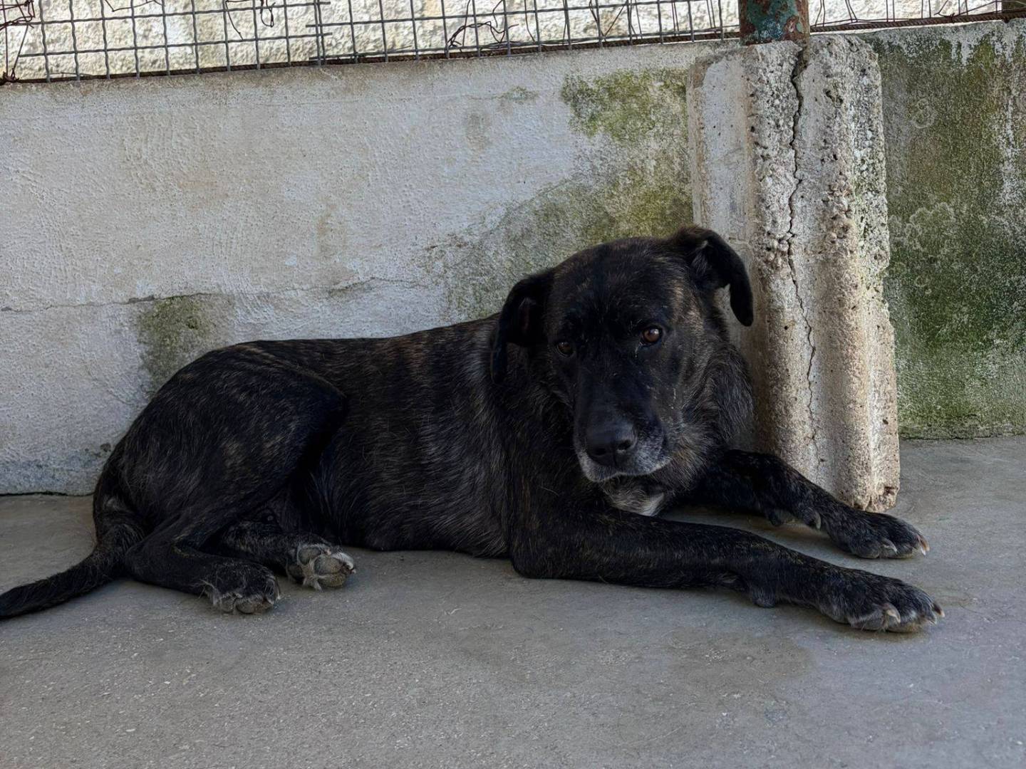 Vuoi adottare un cane a Caserta?