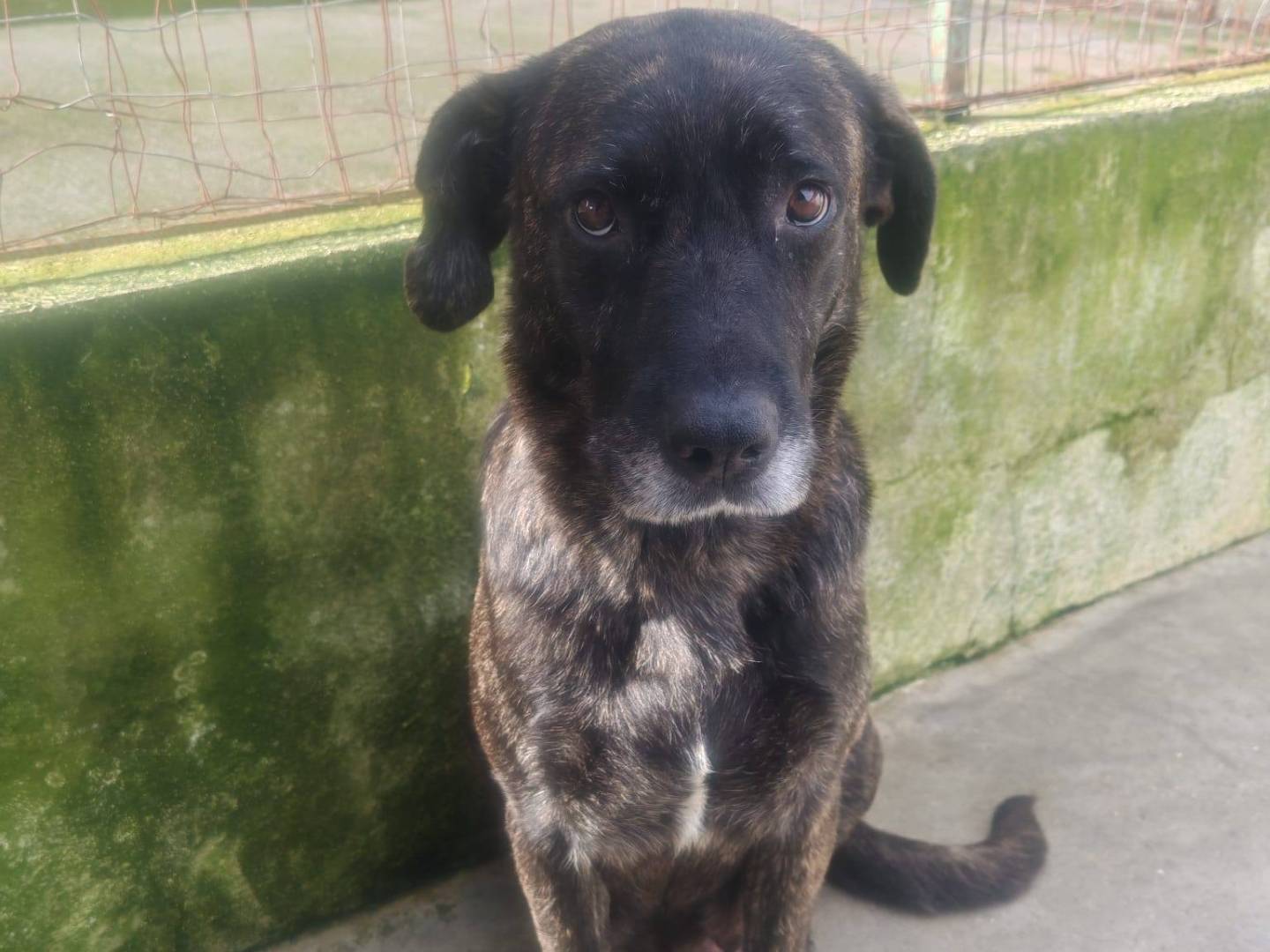 Adozione cane, femmina, Razza sconosciuta Razza sconosciuta, 2 anni, taglia media, Caserta