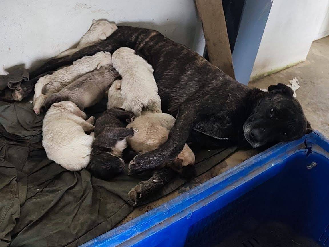 Adotta il cane KIARA a Caserta