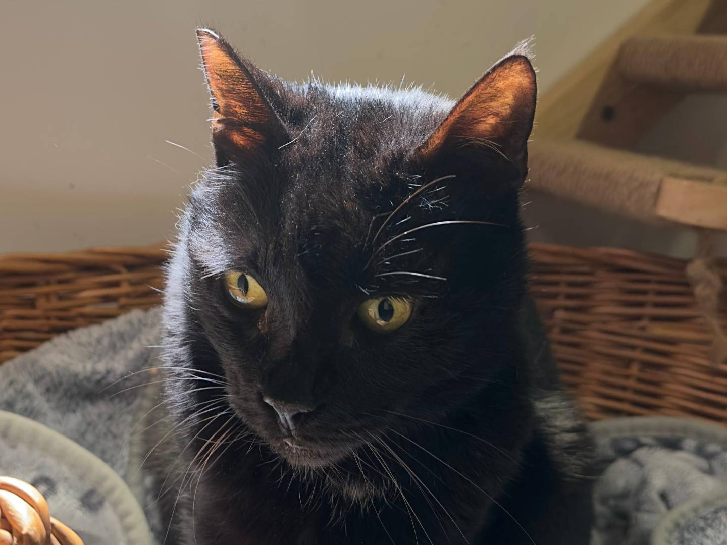 Adozione gatto, maschio, Razza sconosciuta Razza sconosciuta, 14 anni e 6 mesi, taglia non valida, Viterbo
