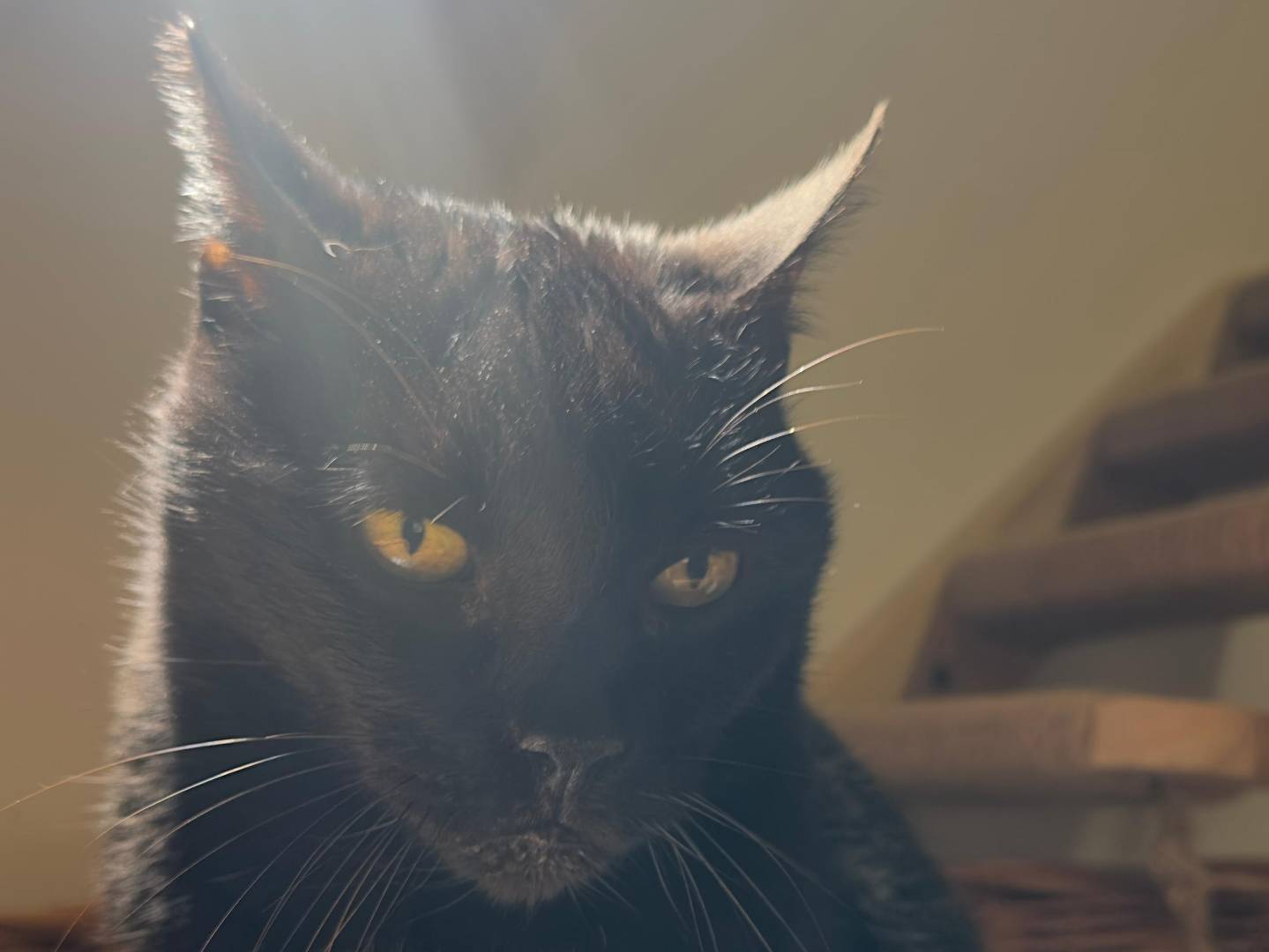 Adotta un gatto, maschio, 14 anni e 6 mesi, Viterbo