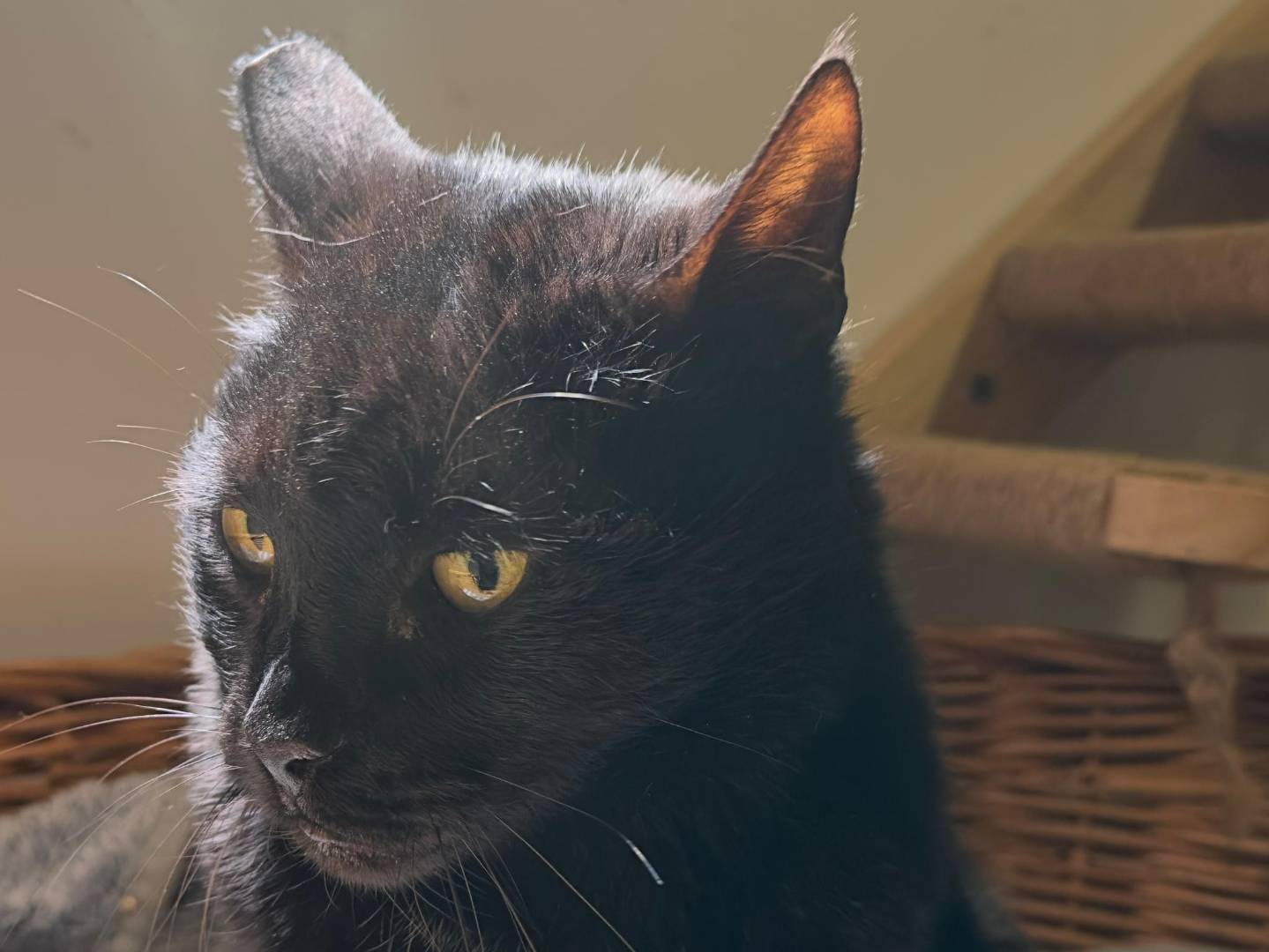 Adotta un gatto, taglia non valida, maschio, Viterbo