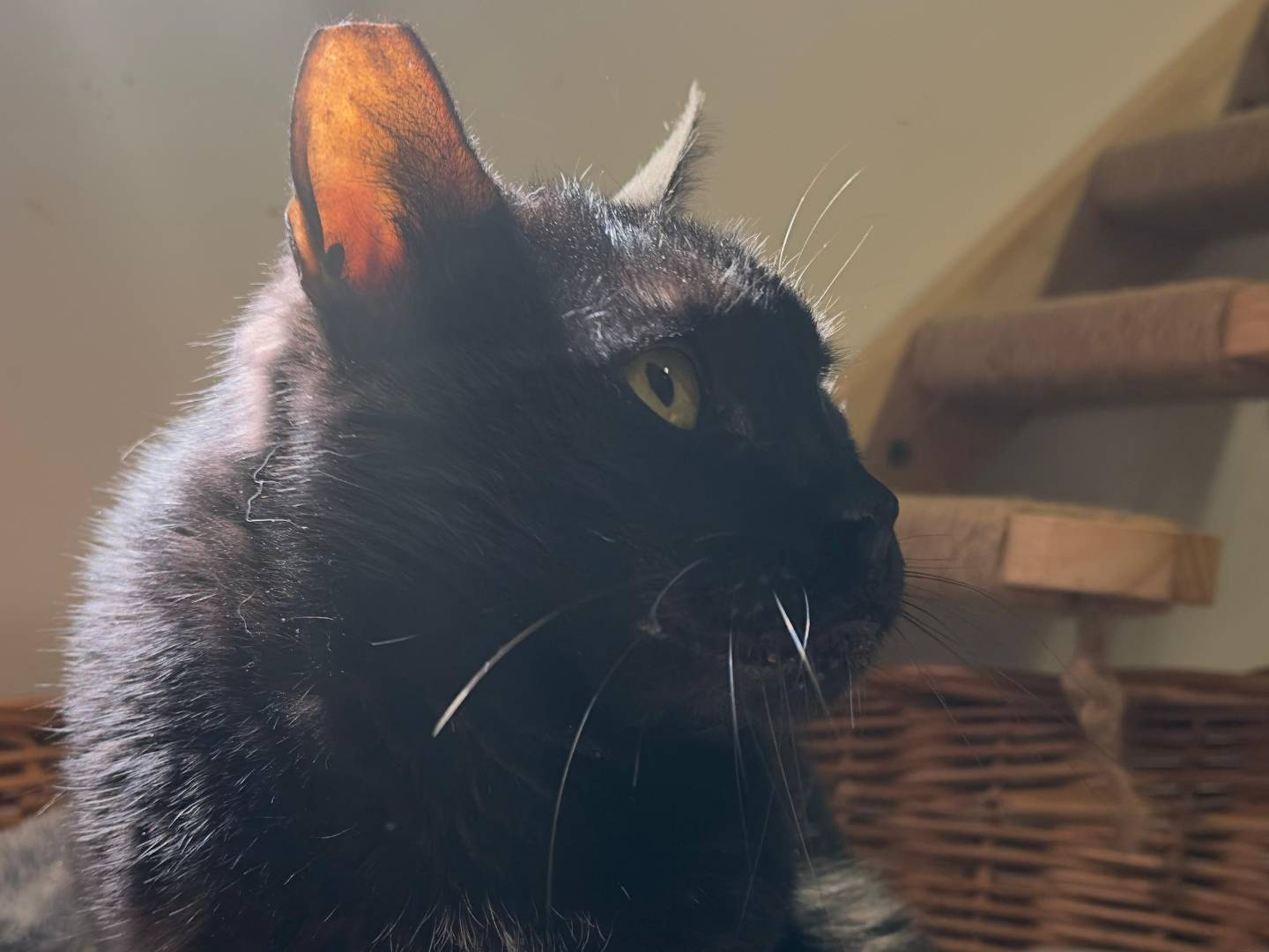 Vuoi adottare un gatto a Viterbo?