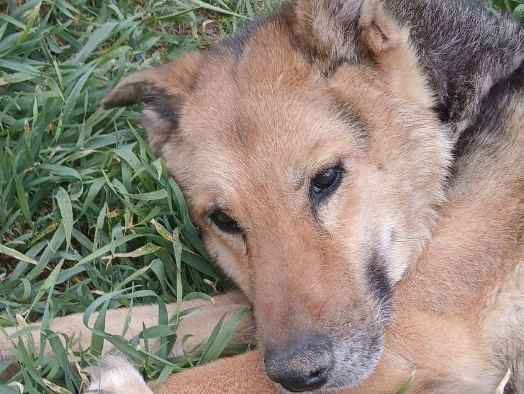 Adozione cane, femmina, Pastore tedesco Razza sconosciuta, 9 anni e 6 mesi, taglia media, Bari