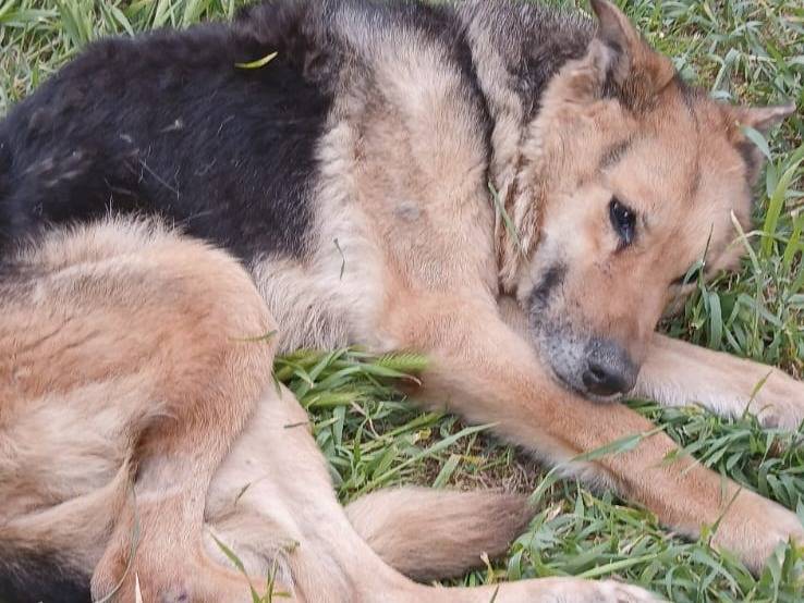 Adotta un cane, femmina, 9 anni e 6 mesi, Bari