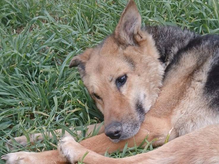 Adotta un cane, taglia media, femmina, Bari