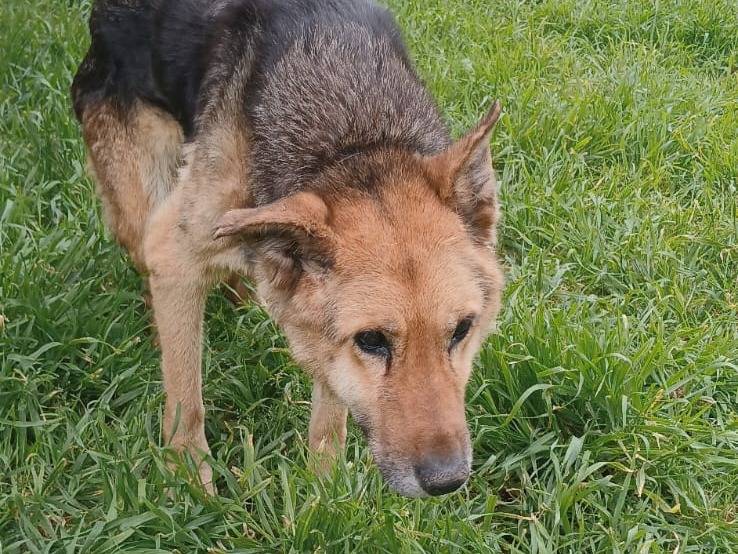 Vuoi adottare un cane a Bari?