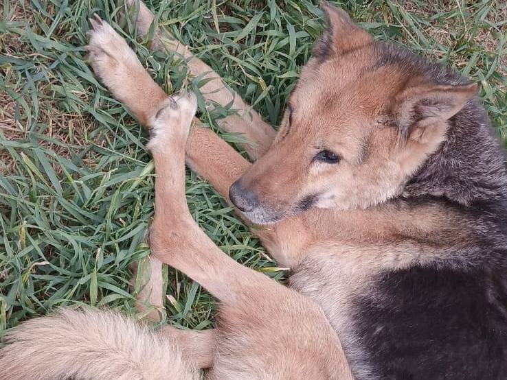 Adotta il cane Sally a Bari