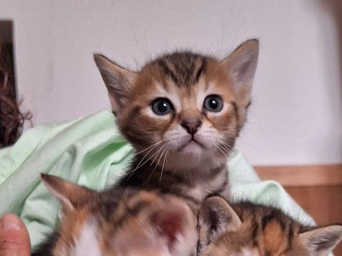 Adozione gatto, maschio, Razza sconosciuta Razza sconosciuta, 2 mesi, taglia non valida, Piacenza
