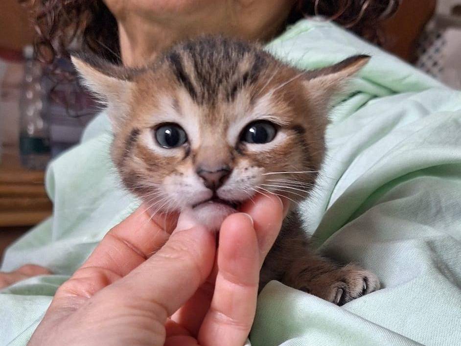 Adotta un gatto, taglia non valida, maschio, Piacenza