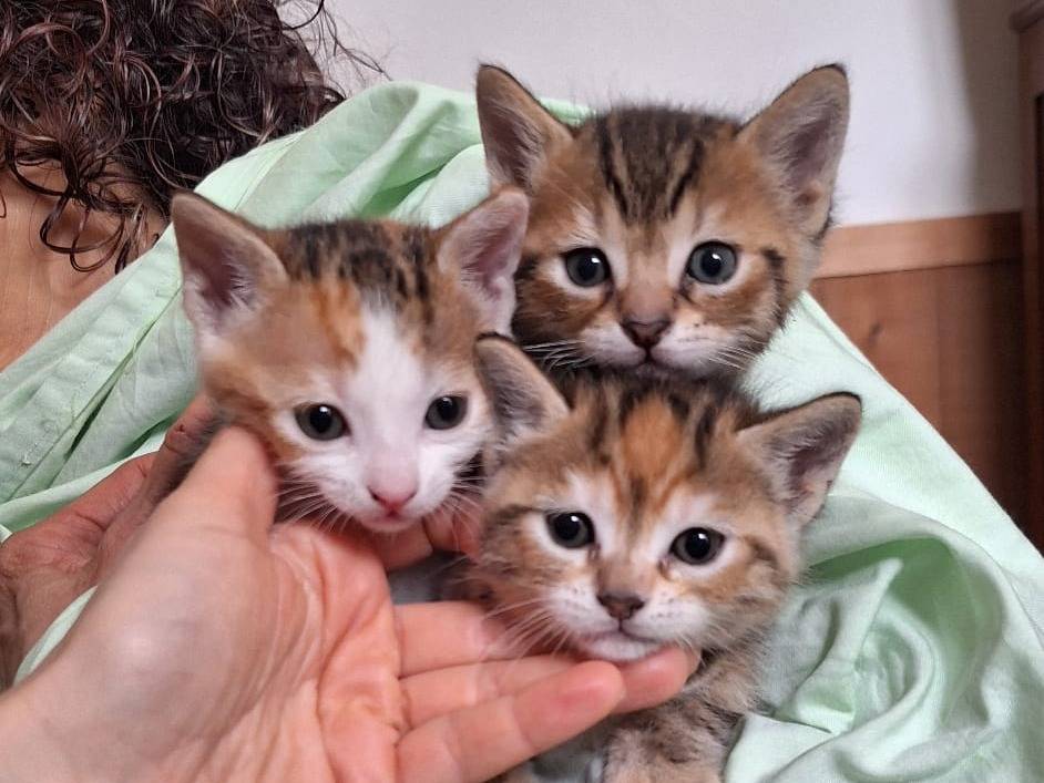 Vuoi adottare un gatto a Piacenza?