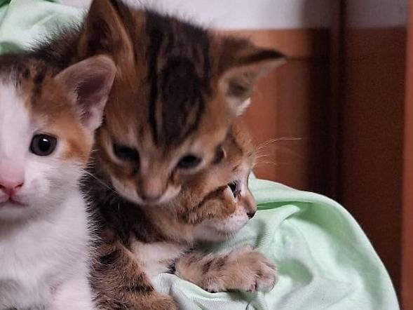 Adotta un gatto, maschio, 2 mesi, Piacenza