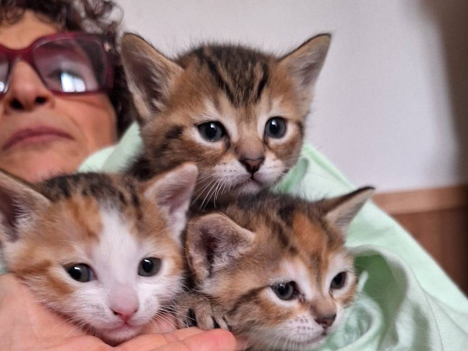 Adotta il gatto Narciso  a Piacenza