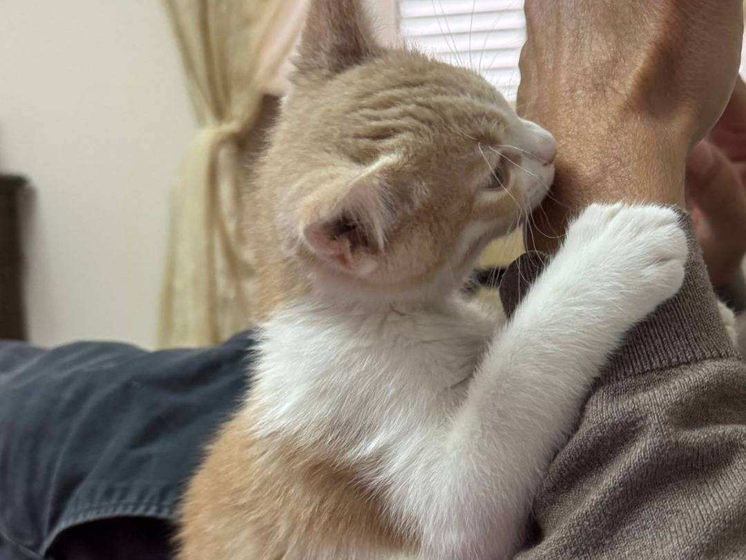 Adozione gatto, maschio, Razza sconosciuta Razza sconosciuta, 3 mesi, taglia non valida, Taranto