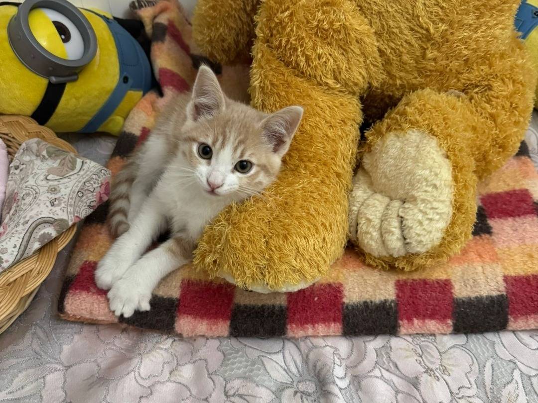 Adotta un gatto, maschio, 3 mesi, Taranto