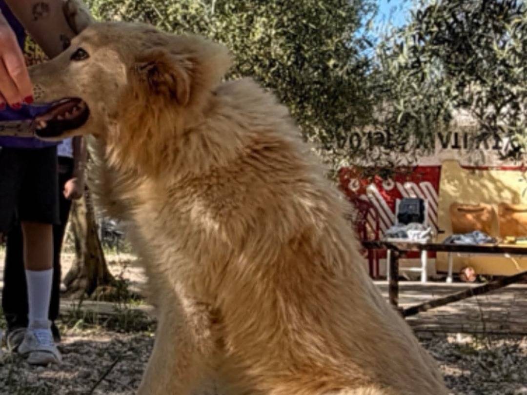 Vuoi adottare un cane a Bari?