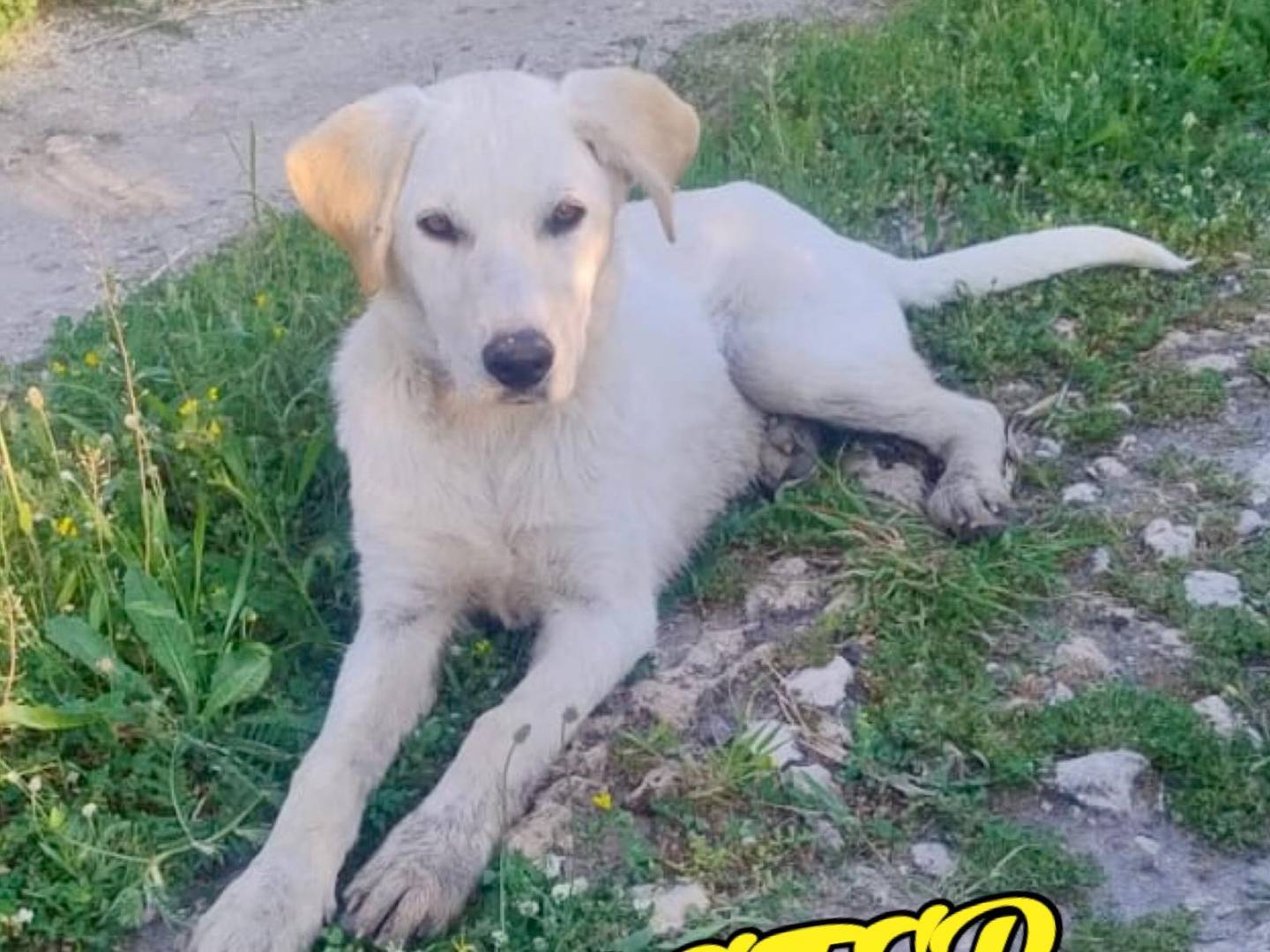 Adozione cane, maschio, Razza sconosciuta Razza sconosciuta, 6 mesi, taglia media, Crotone