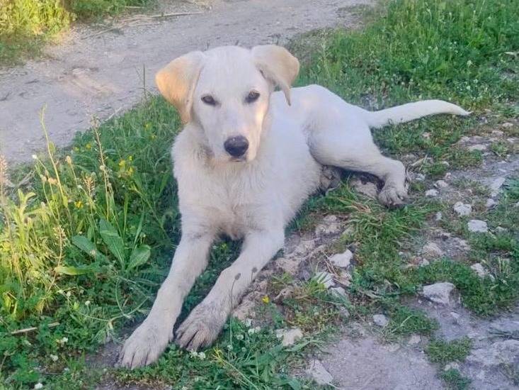 Adotta un cane, maschio, 6 mesi, Crotone