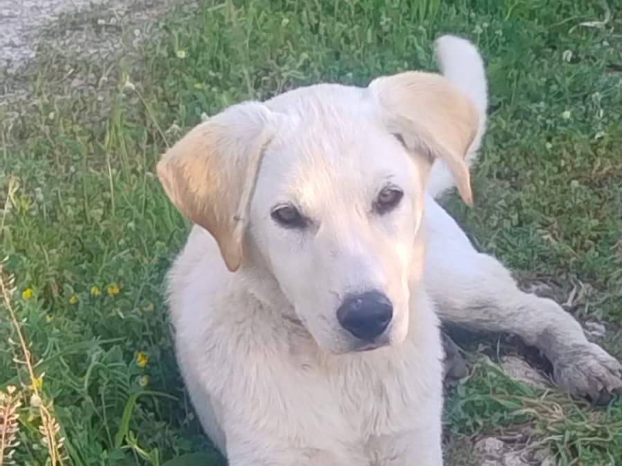 Adotta un cane, taglia media, maschio, Crotone