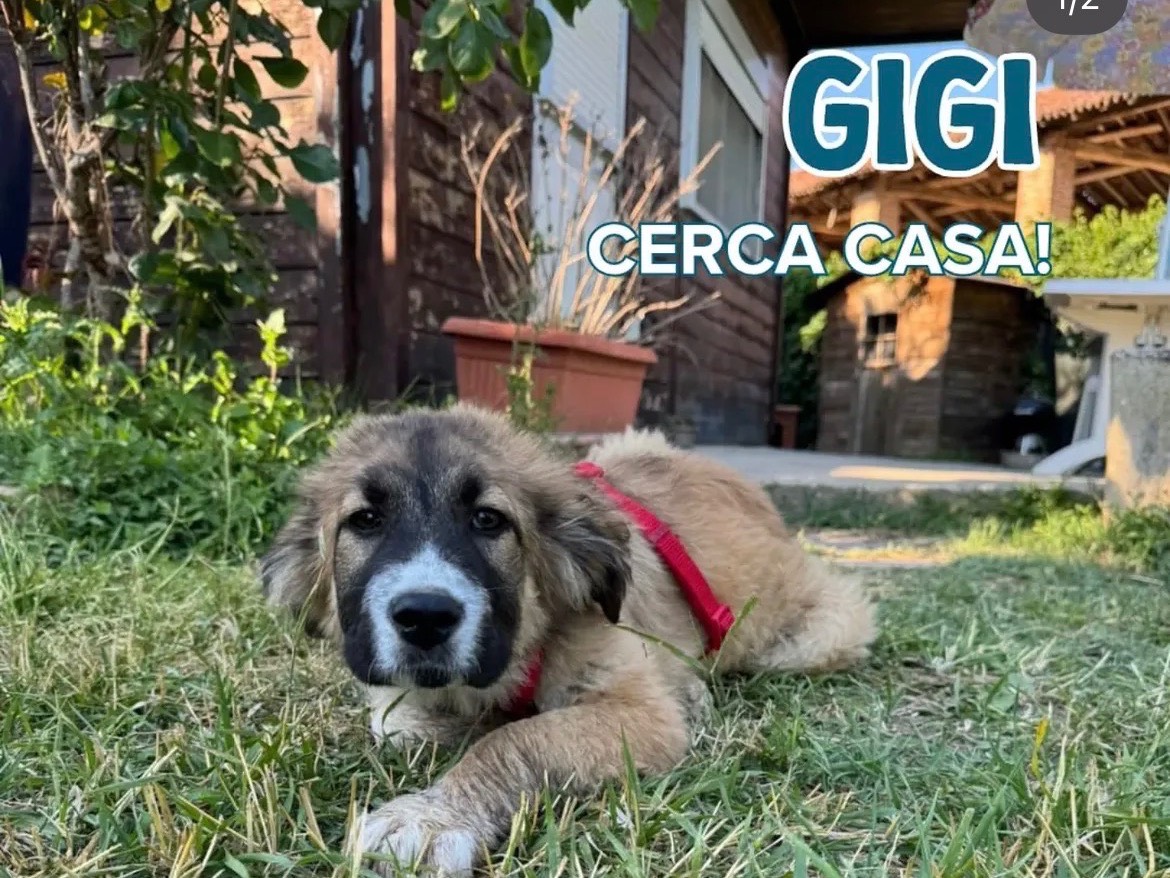 Adozione cane, maschio, Razza sconosciuta Razza sconosciuta, 3 mesi, taglia media, Milano