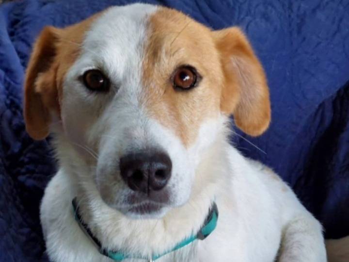 Adozione cane, maschio, Razza sconosciuta Razza sconosciuta, 3 anni e 2 mesi, taglia media, Pavia