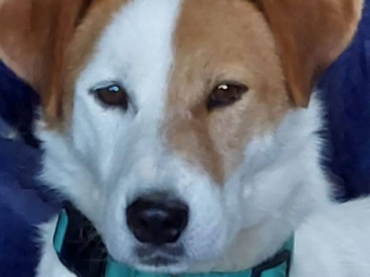 Adotta un cane, maschio, 3 anni e 2 mesi, Pavia
