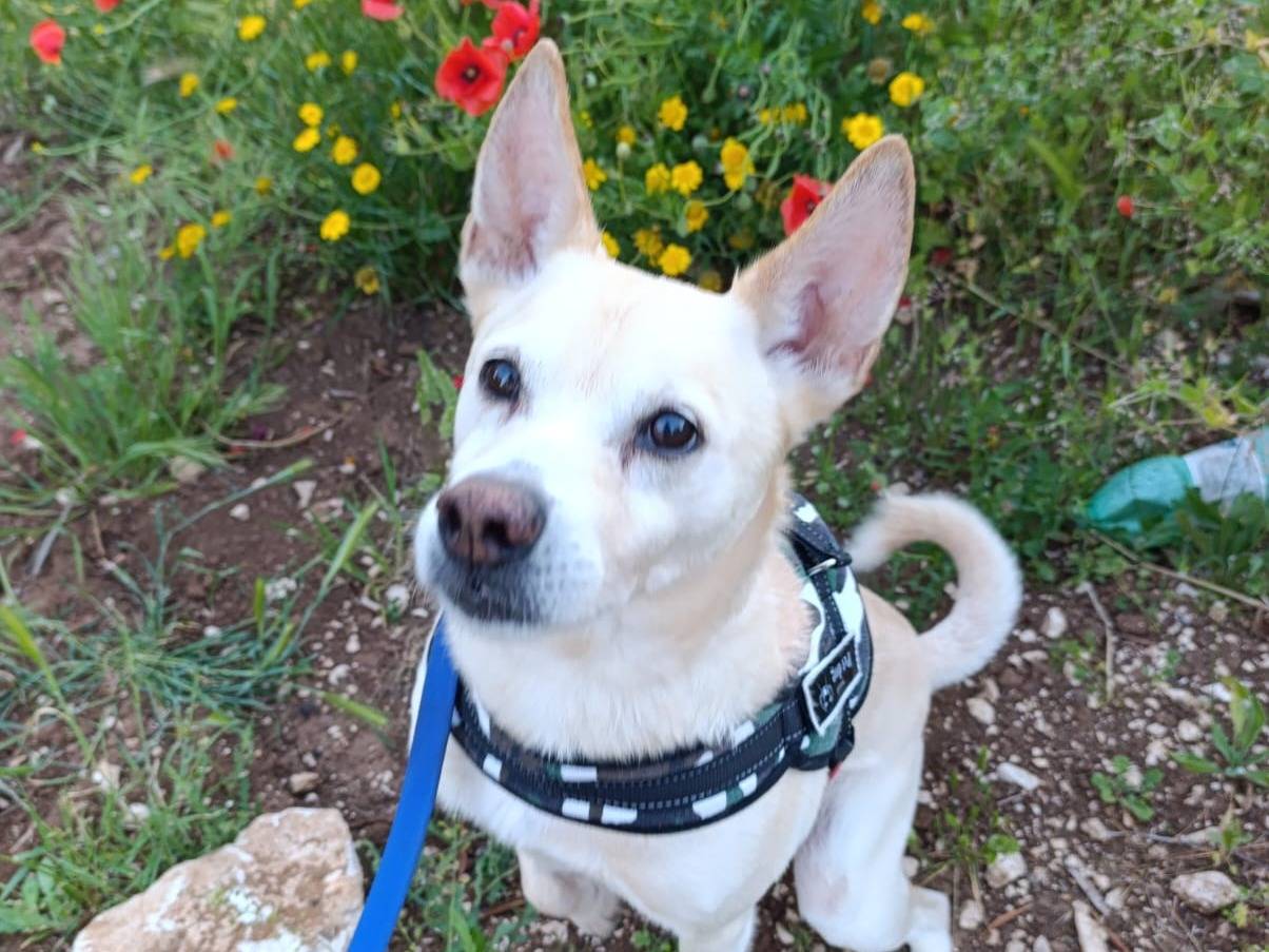 Adozione cane, maschio, Razza sconosciuta Razza sconosciuta, 9 anni, taglia piccola, Bari