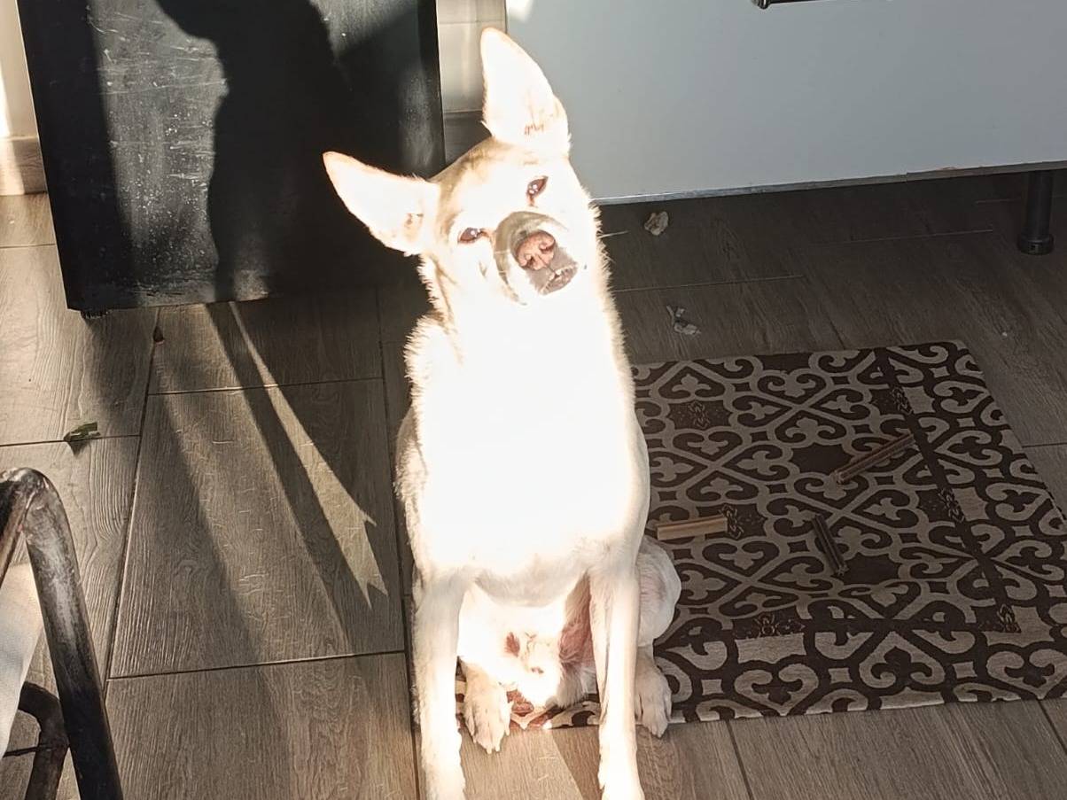 Vuoi adottare un cane a Bari?