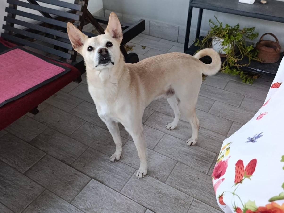 Adotta il cane Pippo a Bari