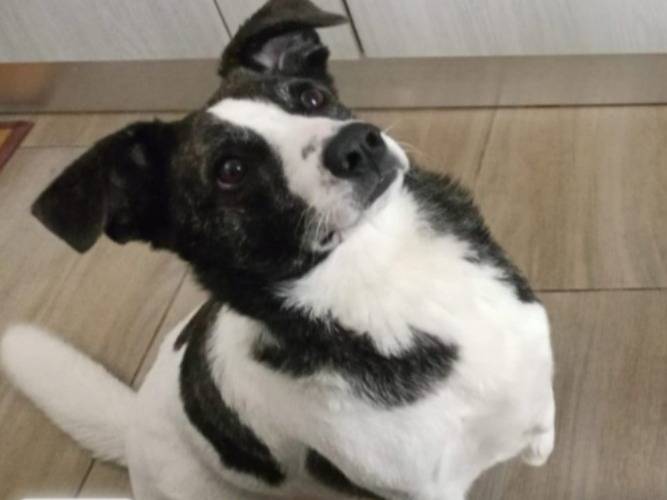 Adozione cane, femmina, Razza sconosciuta Razza sconosciuta, 3 anni e 1 mese, taglia media contenuta, Nuoro