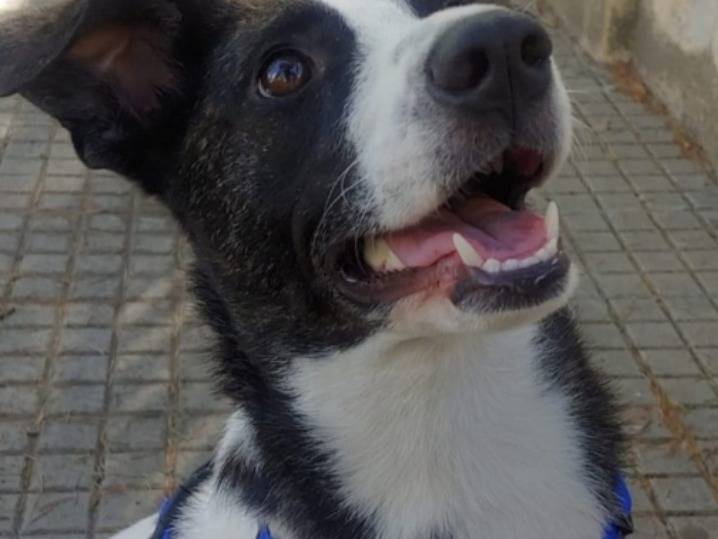 Adotta un cane, femmina, 3 anni e 1 mese, Nuoro