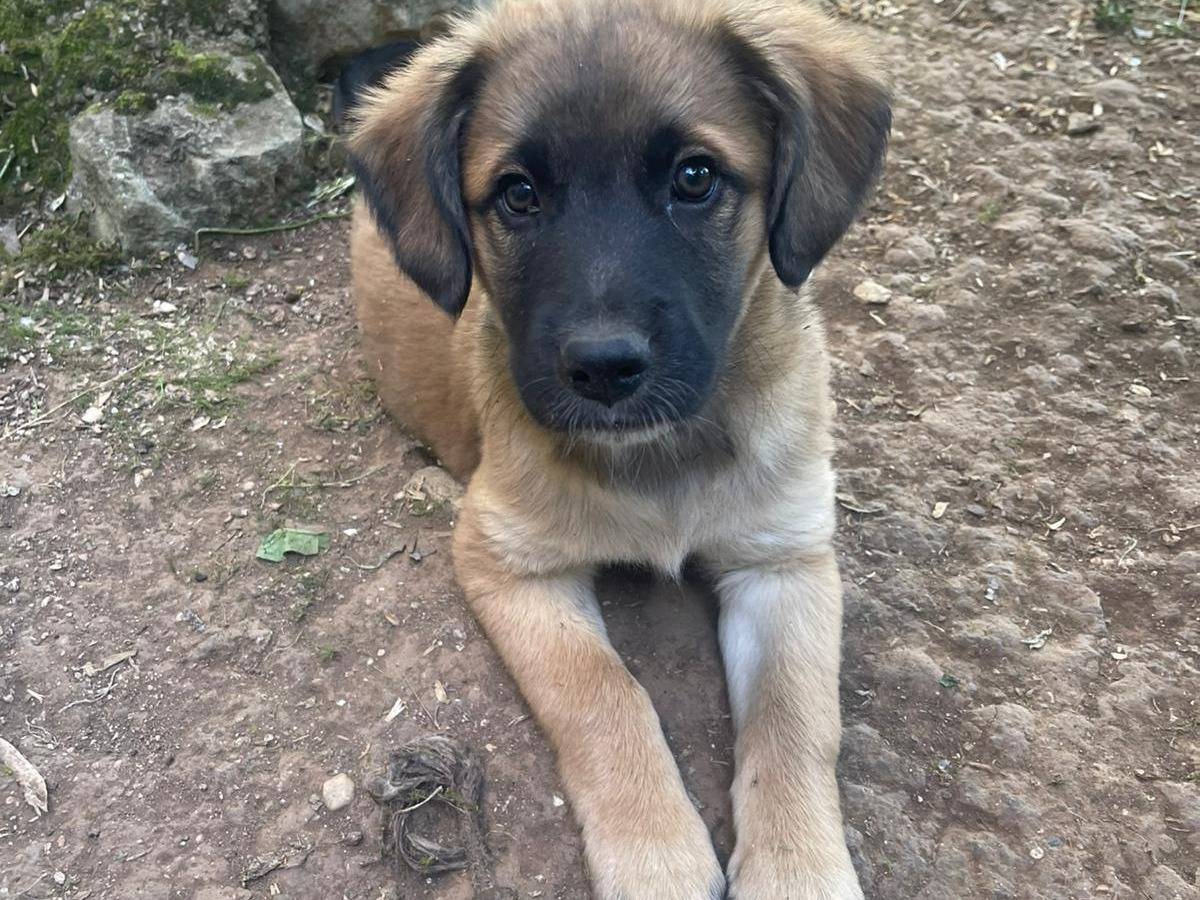 Adotta un cane, femmina, 1 mesi, Frosinone