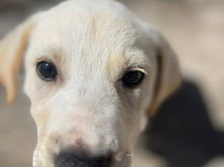Vuoi adottare un cane a Frosinone?