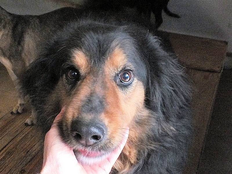 Adozione cane, maschio, Bovaro Del Bernese Razza sconosciuta, 8 anni e 3 mesi, taglia grande, Frosinone