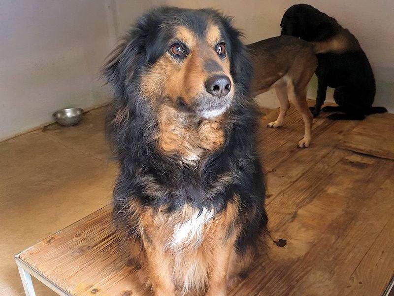 Adotta un cane, taglia grande, maschio, Frosinone