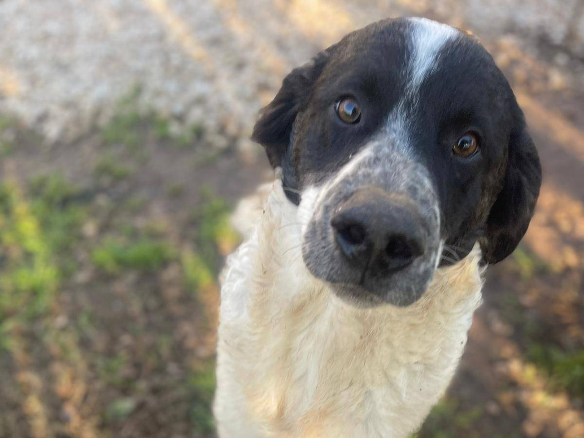 Adozione cane, maschio, Setter Inglese Razza sconosciuta, 9 mesi, taglia media, Frosinone