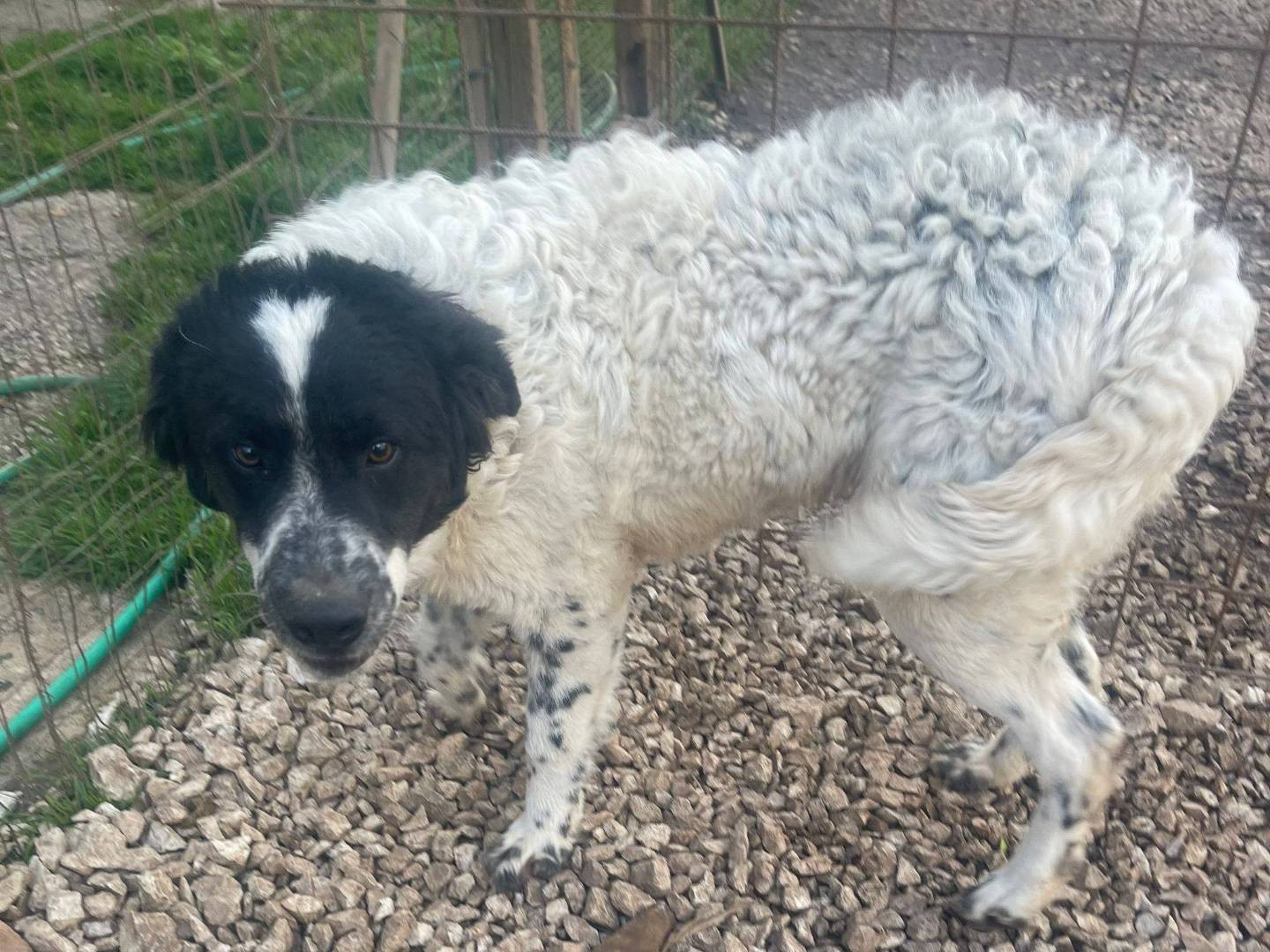 Adotta un cane, maschio, 9 mesi, Frosinone