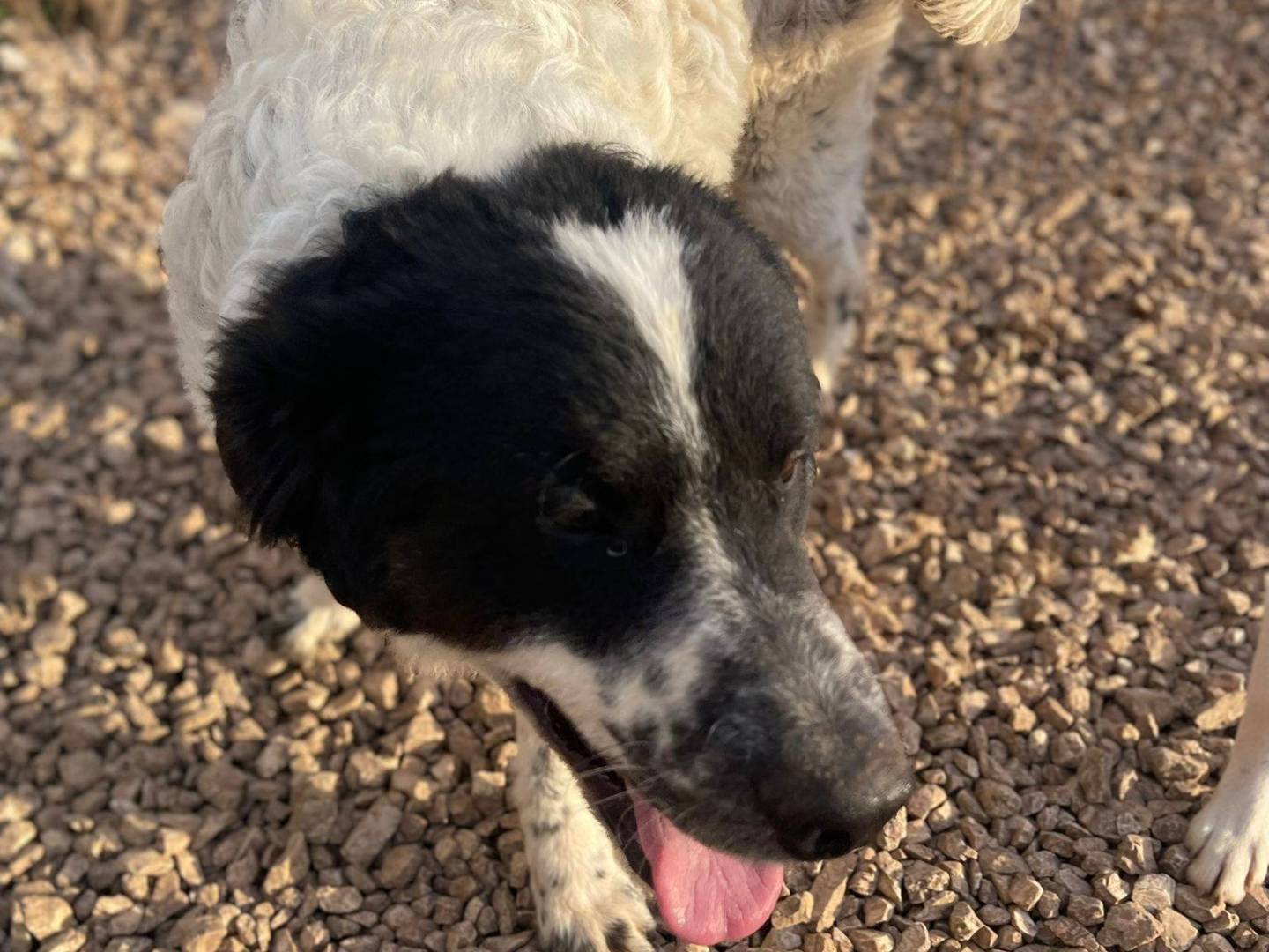 Adotta un cane, taglia media, maschio, Frosinone