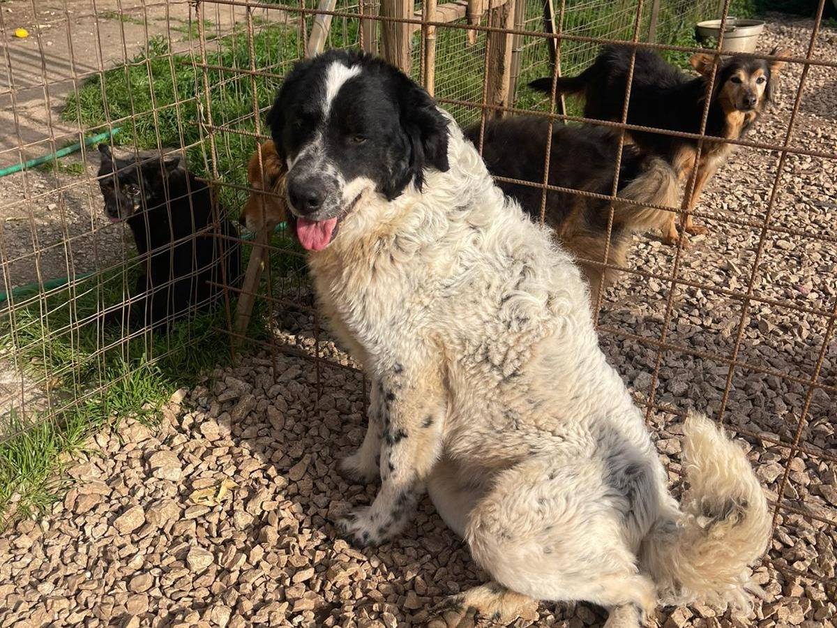 Vuoi adottare un cane a Frosinone?