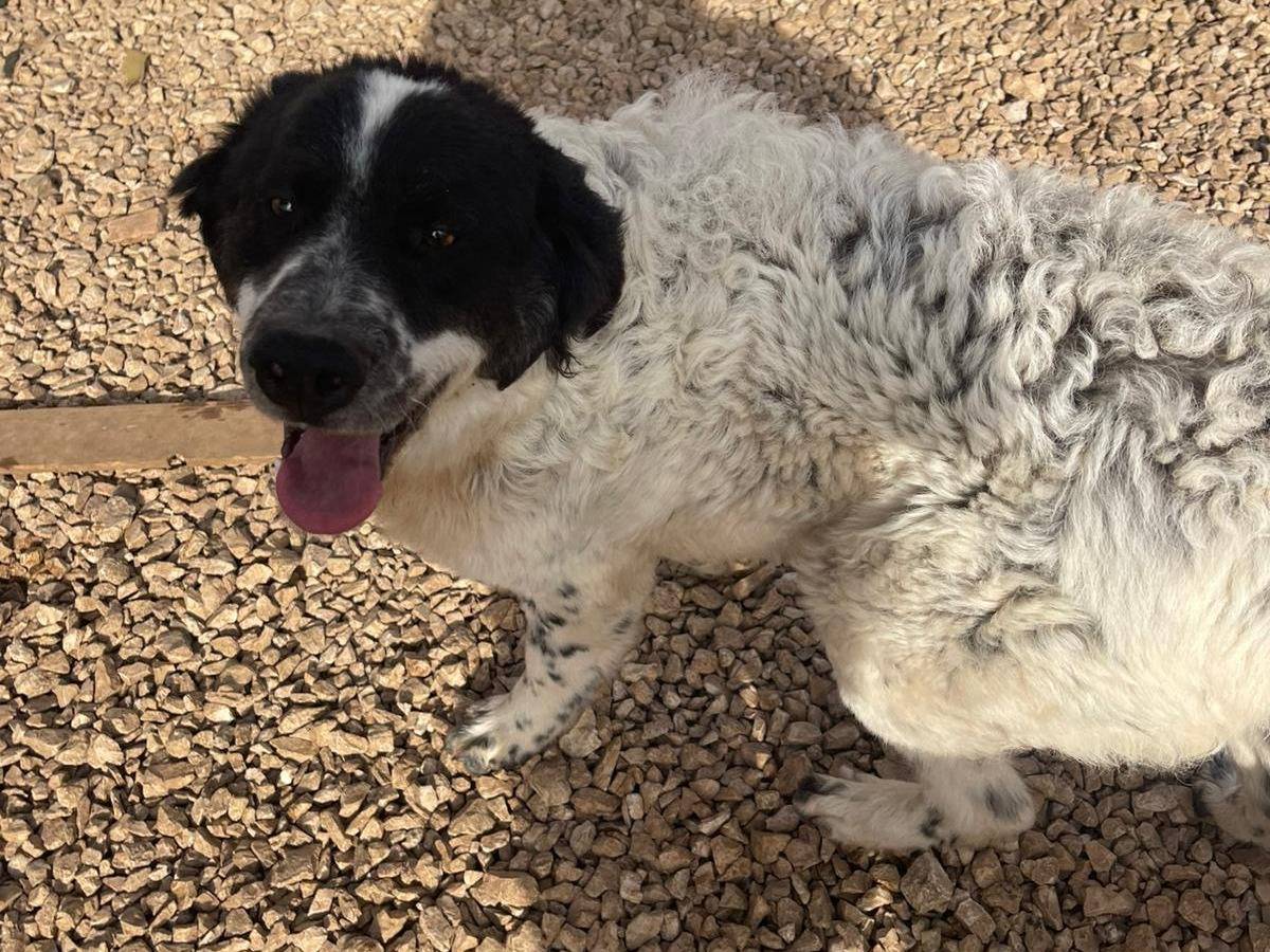 Adotta il cane Gigi a Frosinone